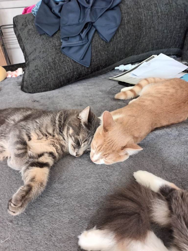 Four lovely cats seeking new homes, two adults and two kittens
