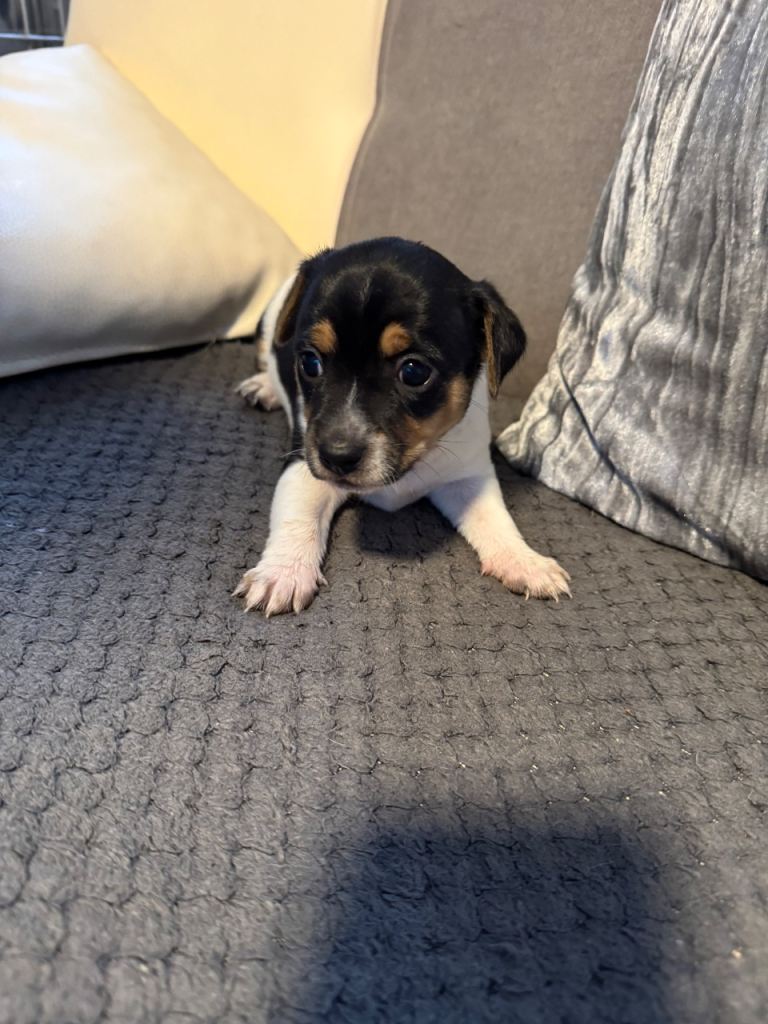 Jack Russel puppies