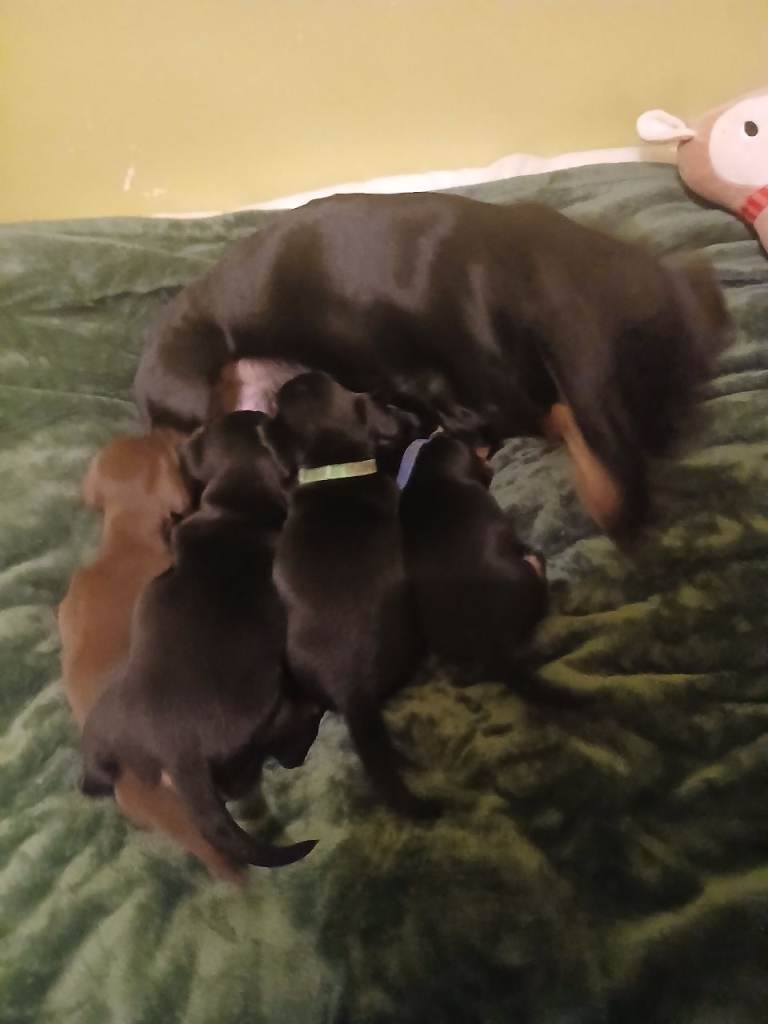  Beautiful miniature dachshund puppies