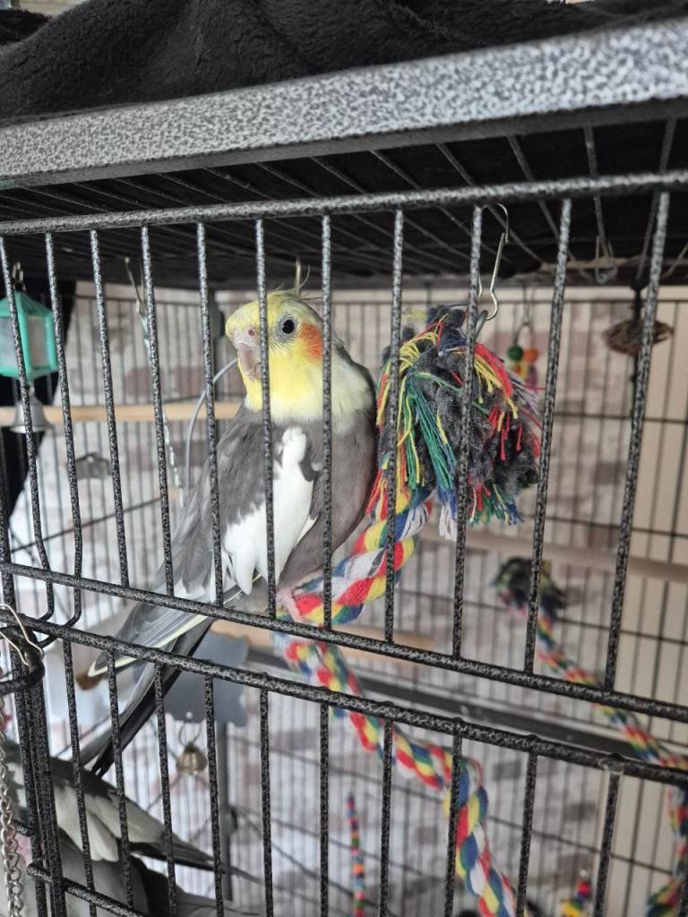2 x male cockateils