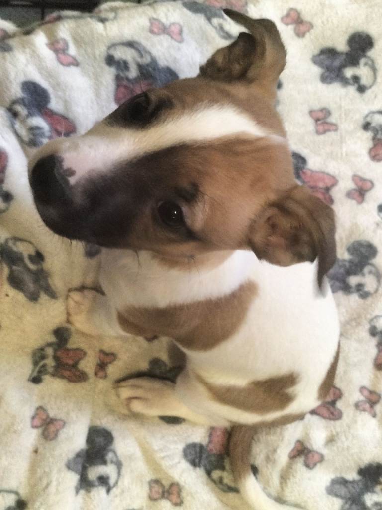 1 PUPPY LEFT READY TO LEAVE 