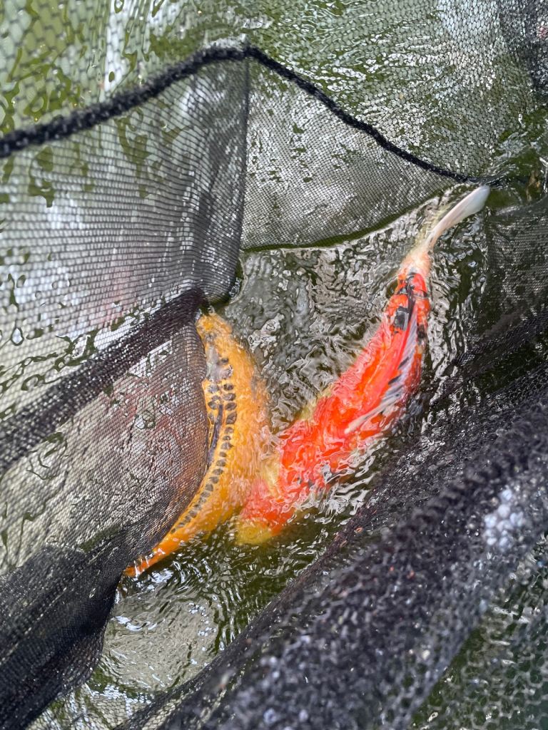 18inch koi carp