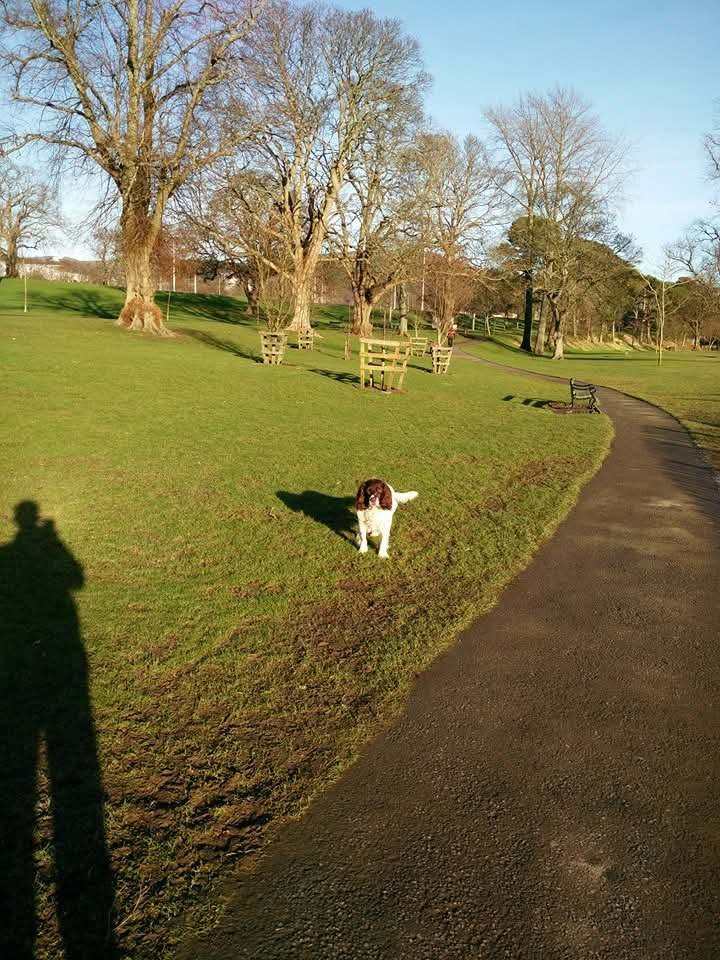 Peebles dog walking