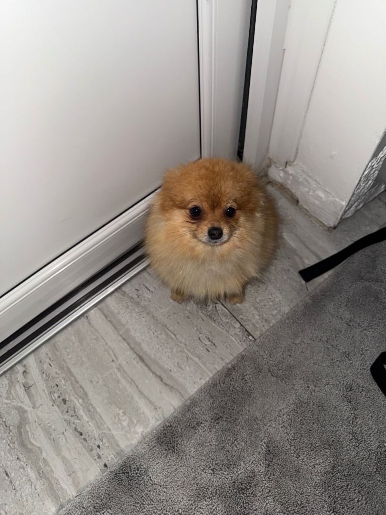 Full bread Pomeranian