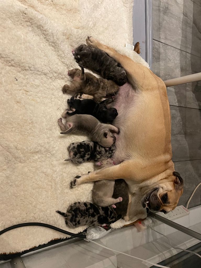 Fruggle merle puppies