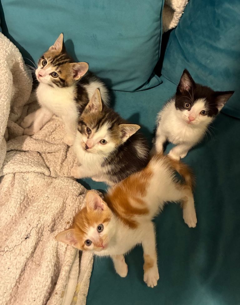 8 week old Male & female kittens available 