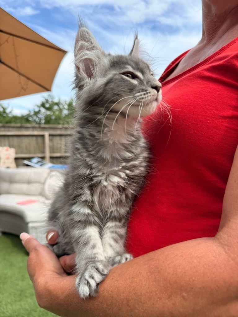 TICA registered Maine Coon kittens 
