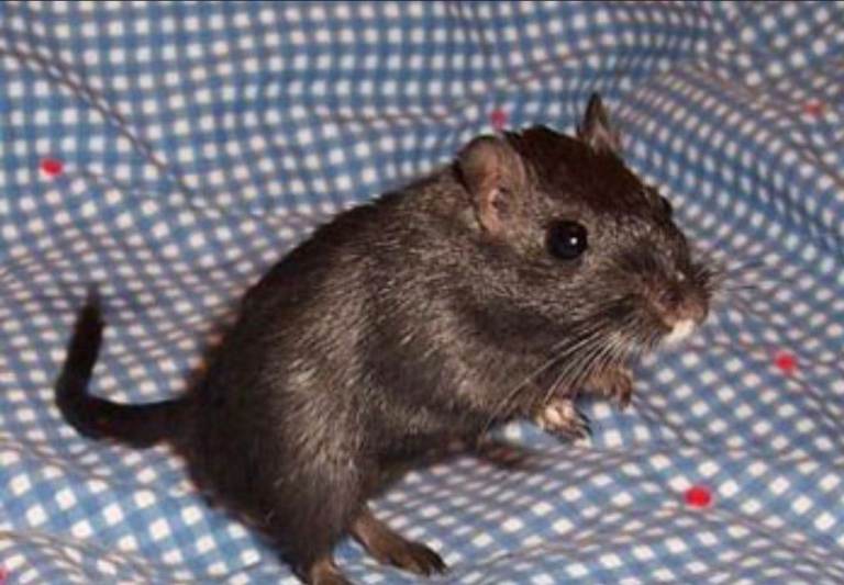 2 male gerbils with complete set up 