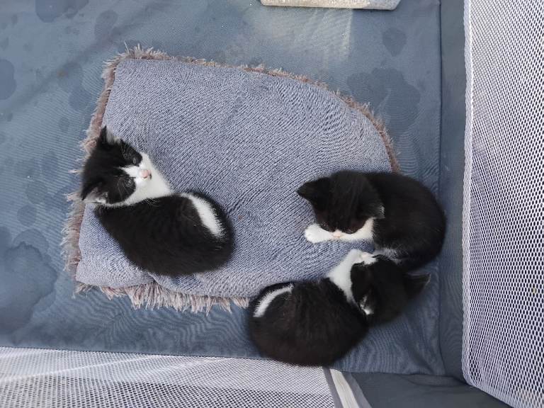 5 kittens looking for loving home 