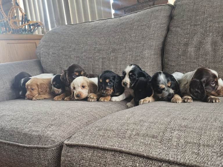 Cocker Spaniels