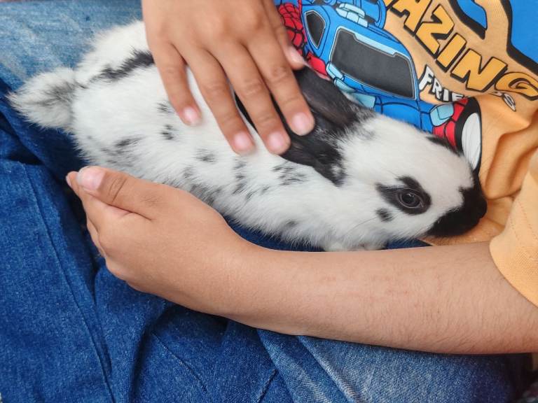 Pure English spot rabbit babies 
