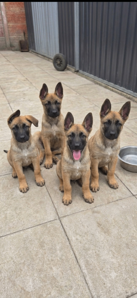 puppies for sale