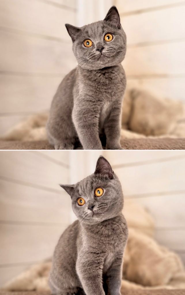 TICA British shorthair kittens *READY NOW*