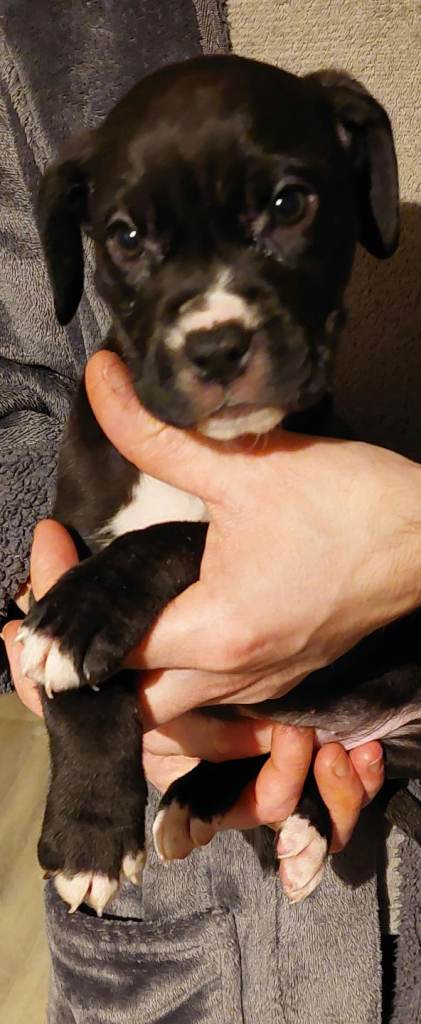 Cane Corso cross American bulldog puppy's 