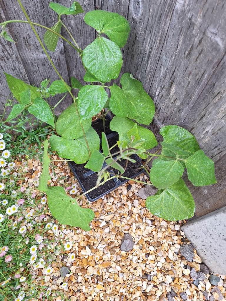 Wanted Runner bean plants 