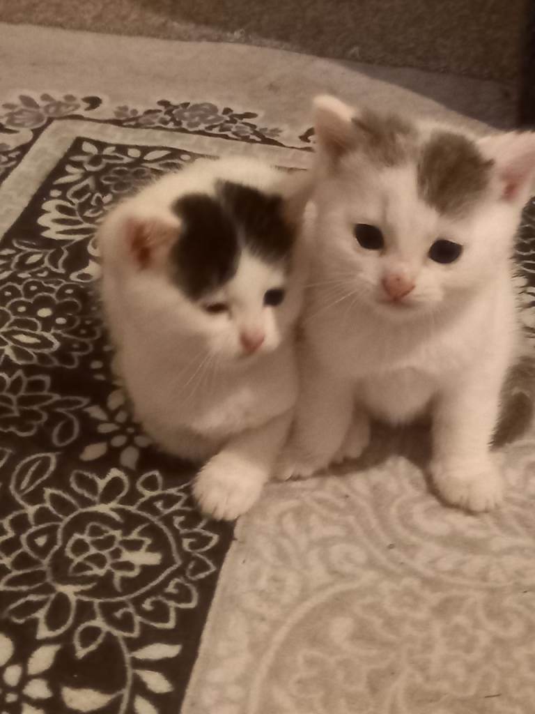 2 kittens