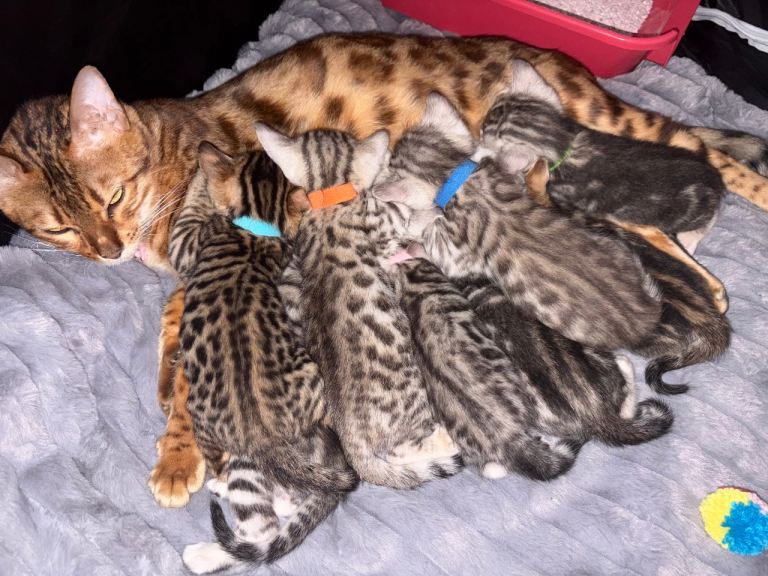 8 gorgeous bengals! 