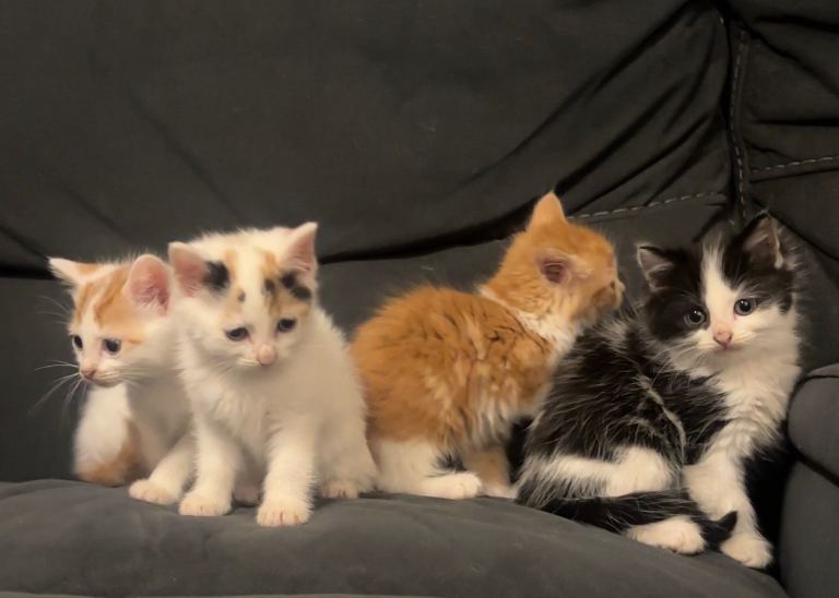 Beautiful fluffy kittens