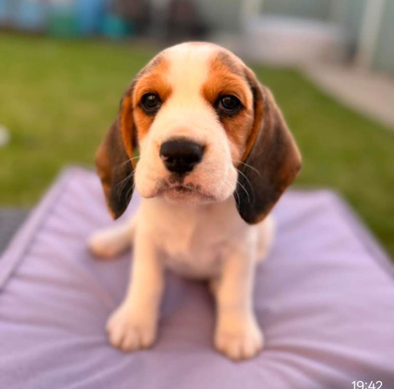 Beagle female