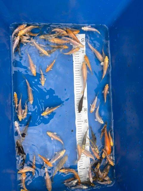 4-6 Inch Koi for sale - Pictures updated 27th June