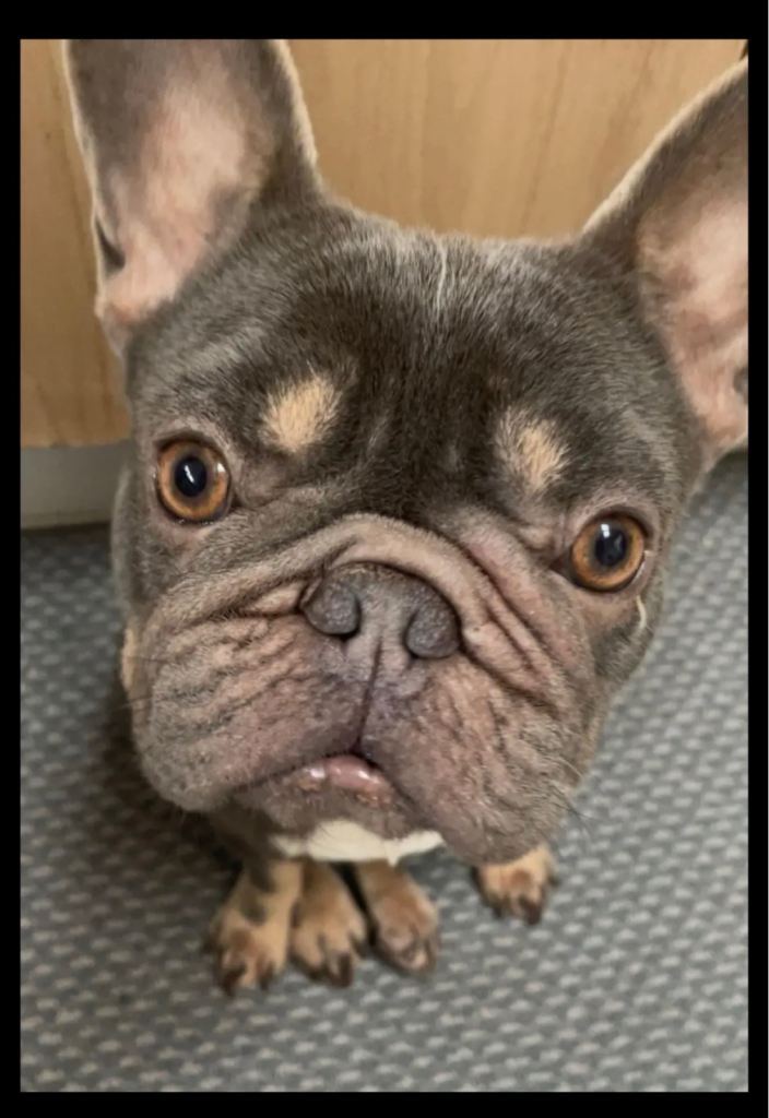 Kc FrenchBull Dog girl age 3