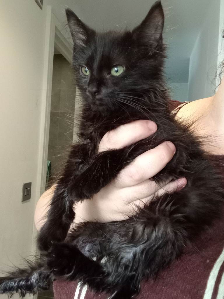 Beautiful kitten requiring extra care