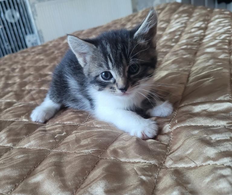 Kittens