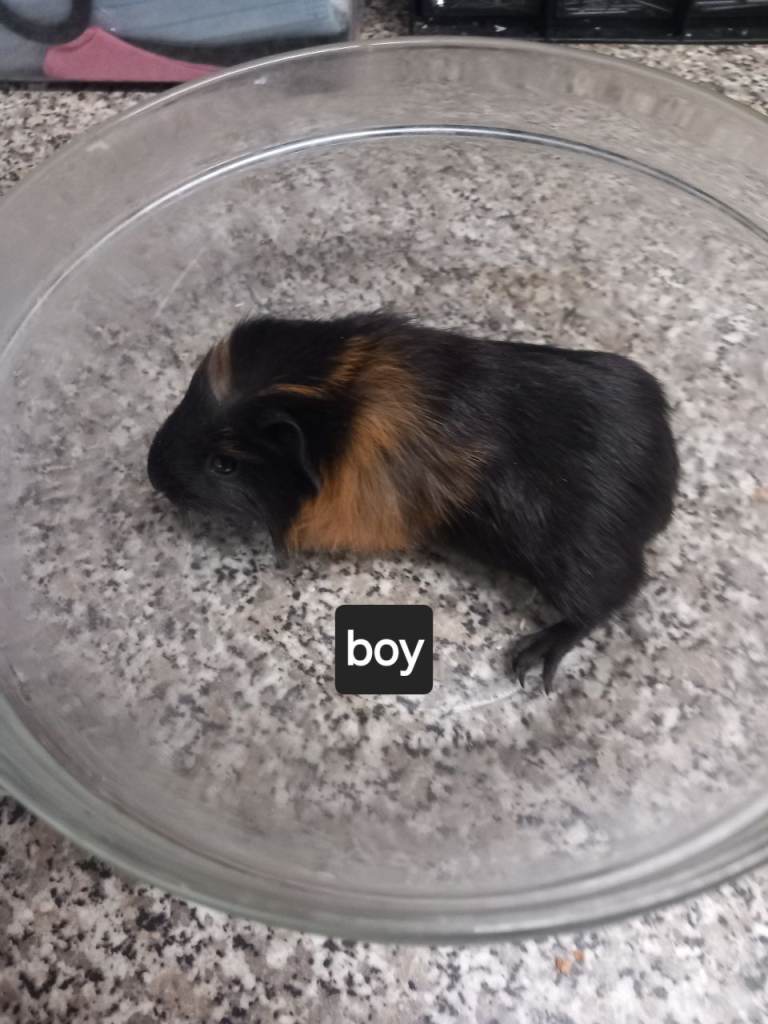 Last Baby boy guinea pig ready now