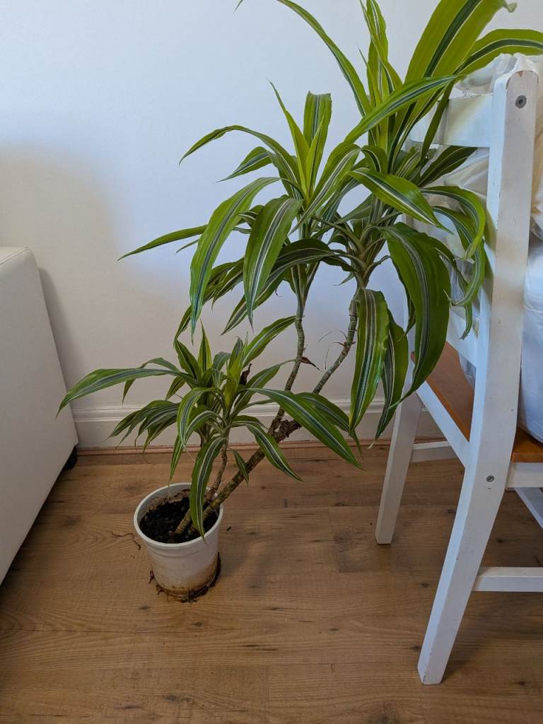 Four house plants 