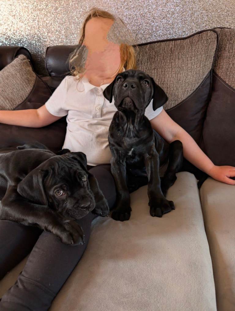 Cane corso puppies 