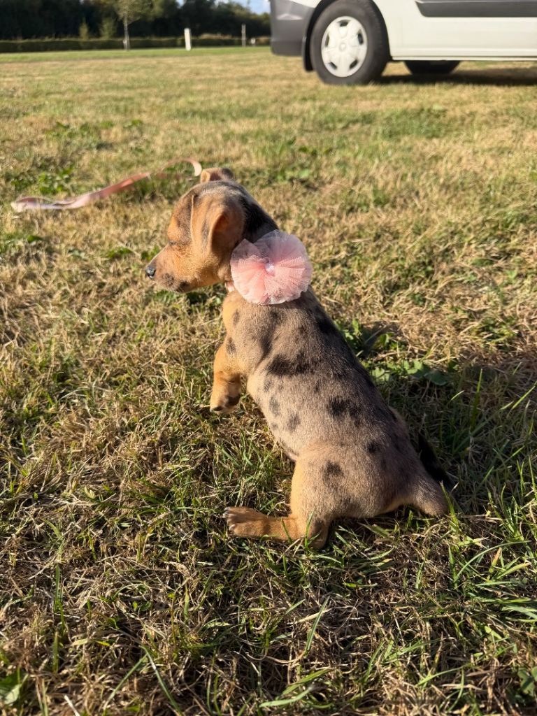 Stunning Merle Jack Russell Puppy – Male – 13 Weeks – 