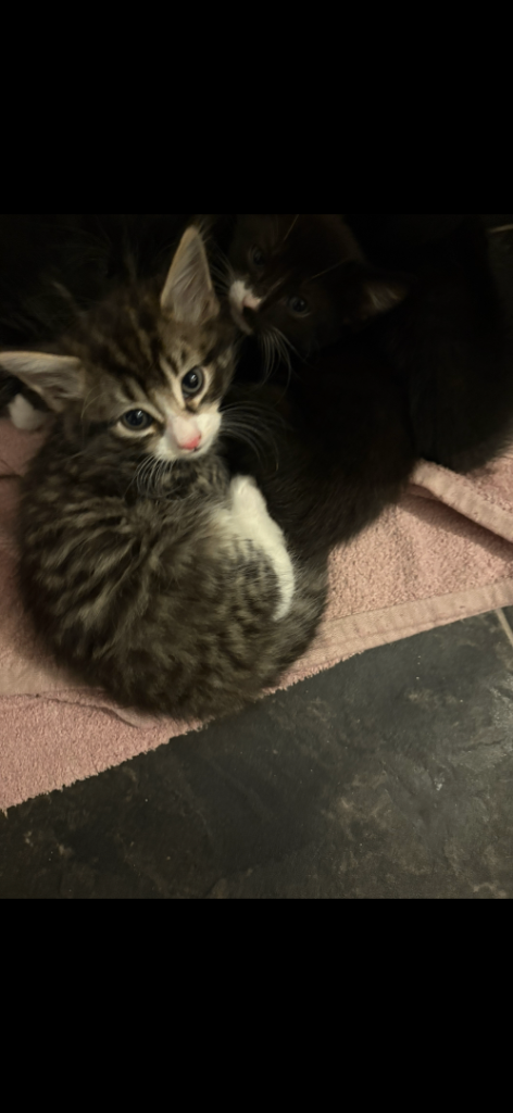 Kittens 