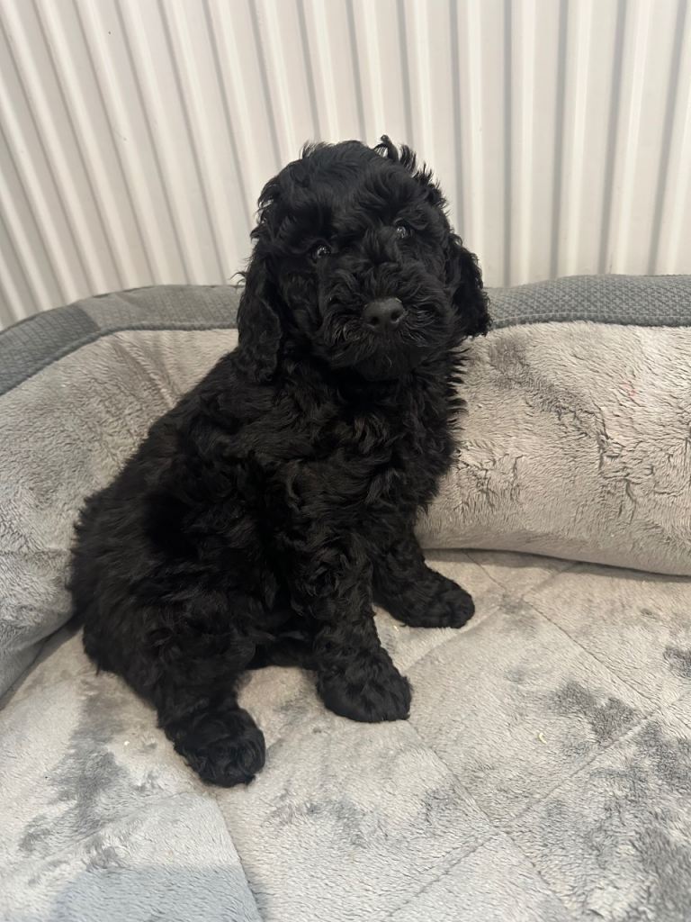 Cockapoo