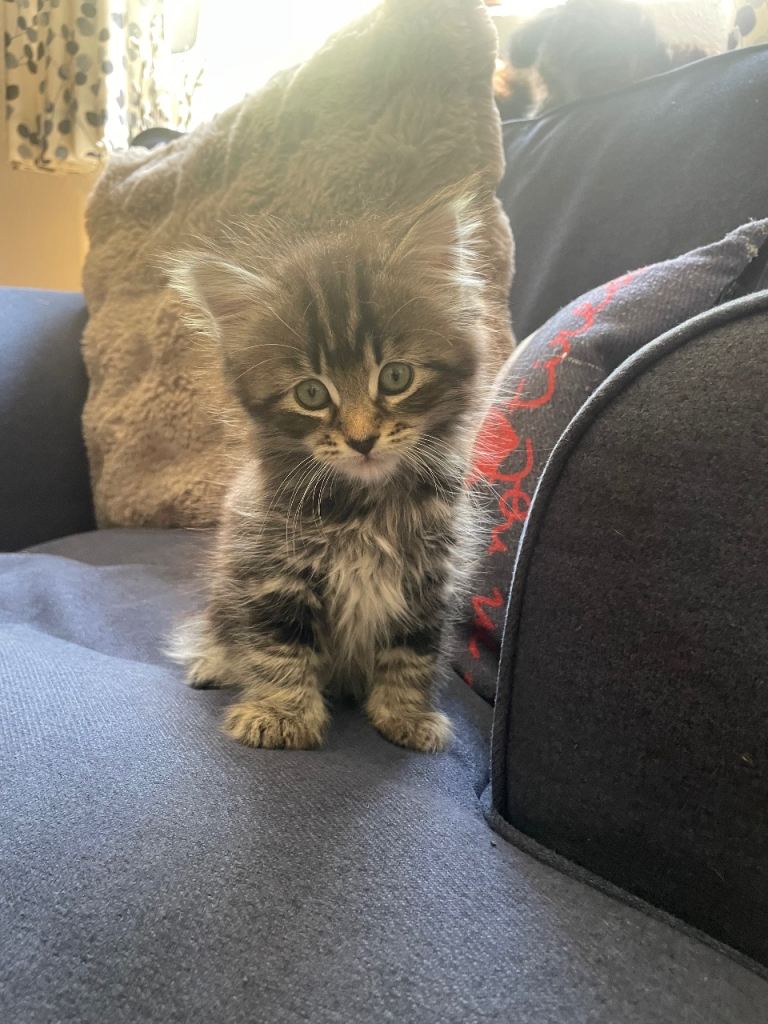 Kittens ready for their forever home 