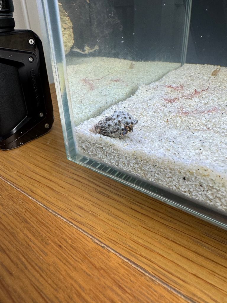 2 clownfish and 2 blue hermit crabs