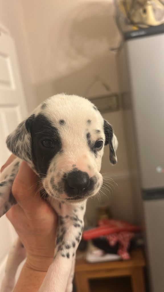 Dalmation puppy boys