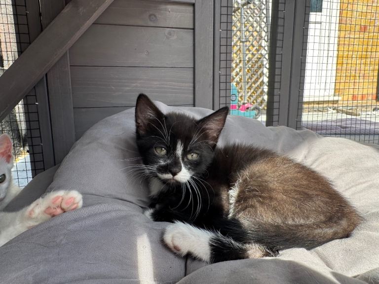Kittens 3 for sale 