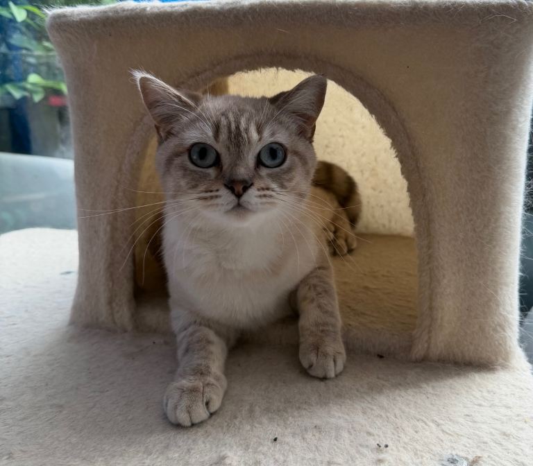 Beautiful British Shorthair Colourpoint Female – Looking for a Loving Home