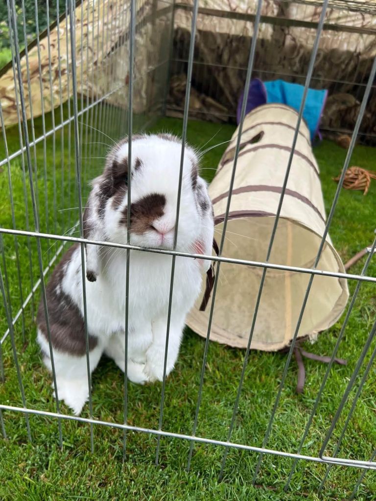 3 year old mini lop rabbit 