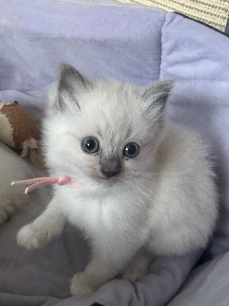 4 beautiful ragdoll kittens 