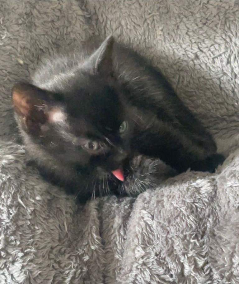Adorable, Healthy Kittens Looking for Loving Forever Homes! 🐾
