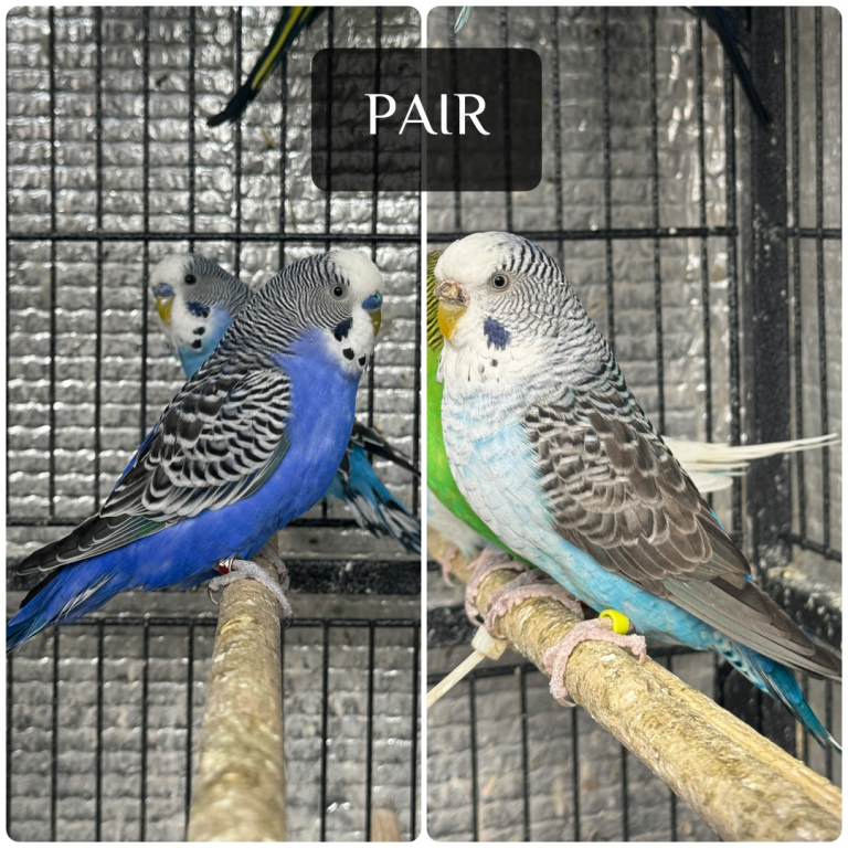 Beautiful budgies pair 