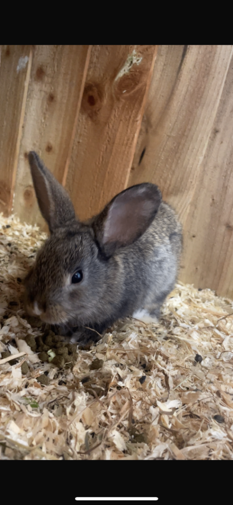 Rex X Lop rabbits for sale