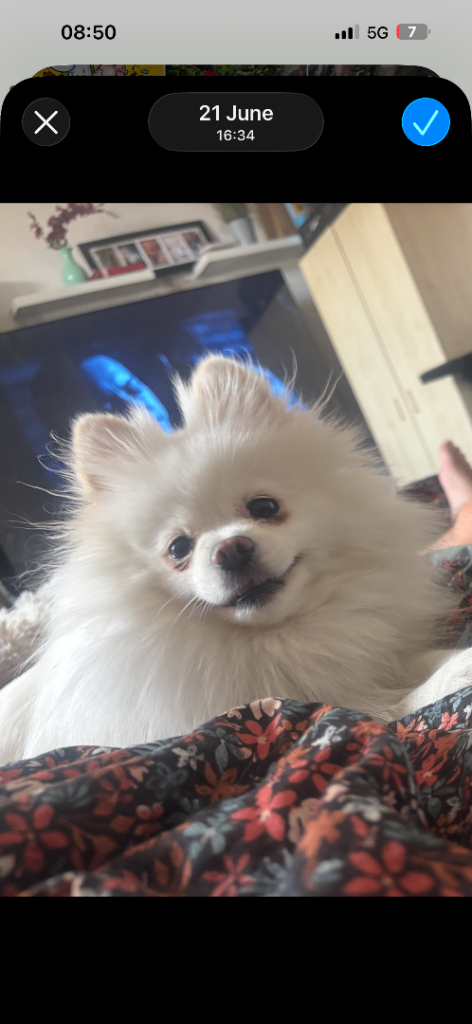 Pomeranian female dog 2 years 