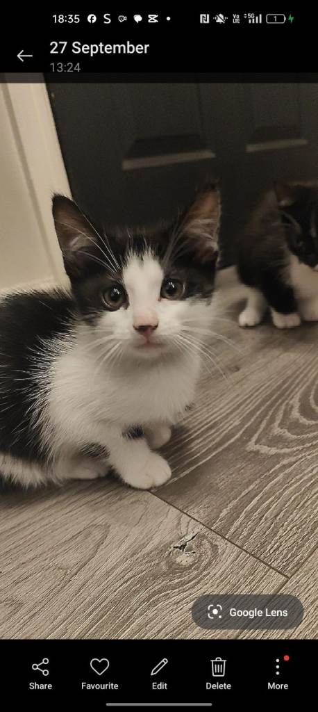 4 kittens and two cats 