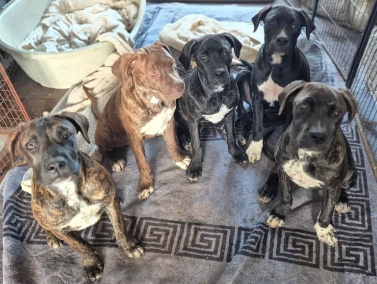  5 BEAUTIFUL CANE CORSO PUPPIES