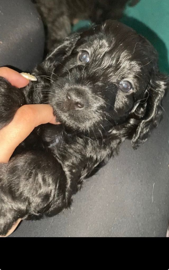 Cockapoo puppies 🤎🖤
