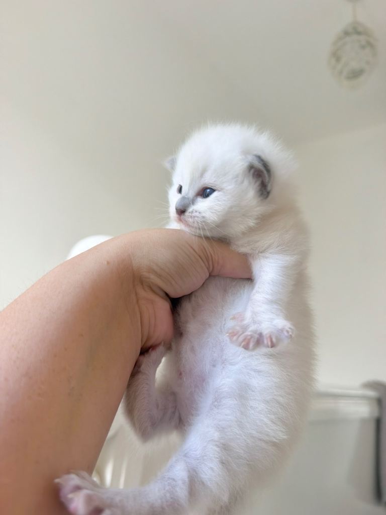 BLUE POINT RAGDOLL KITTENS!!