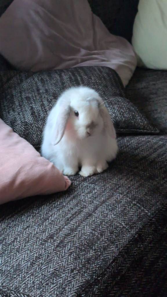 Lovely Tame Mini Lop Rabbit Bunny