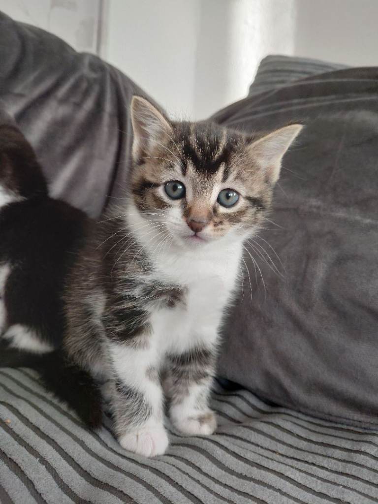 Beautiful Rare- Kittens for Sale – 8 Weeks Old 🐾
